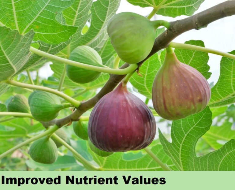 Effect on Dry Fruits - Nutrient