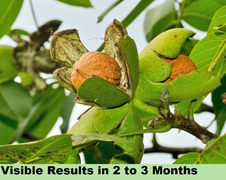 Effect on Dry Fruits - Result