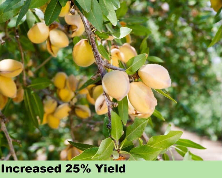 Effect on Dry Fruits - Yield