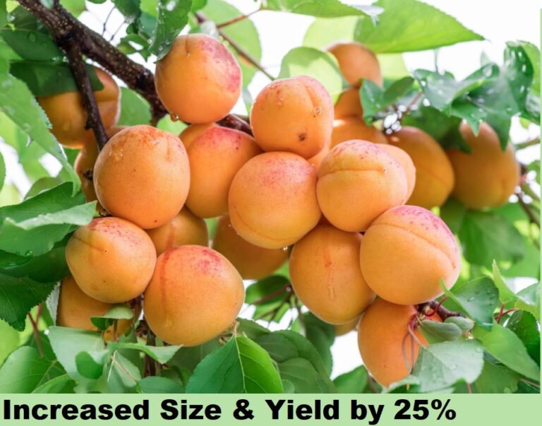 Effect on Dry Fruits - size & yeild