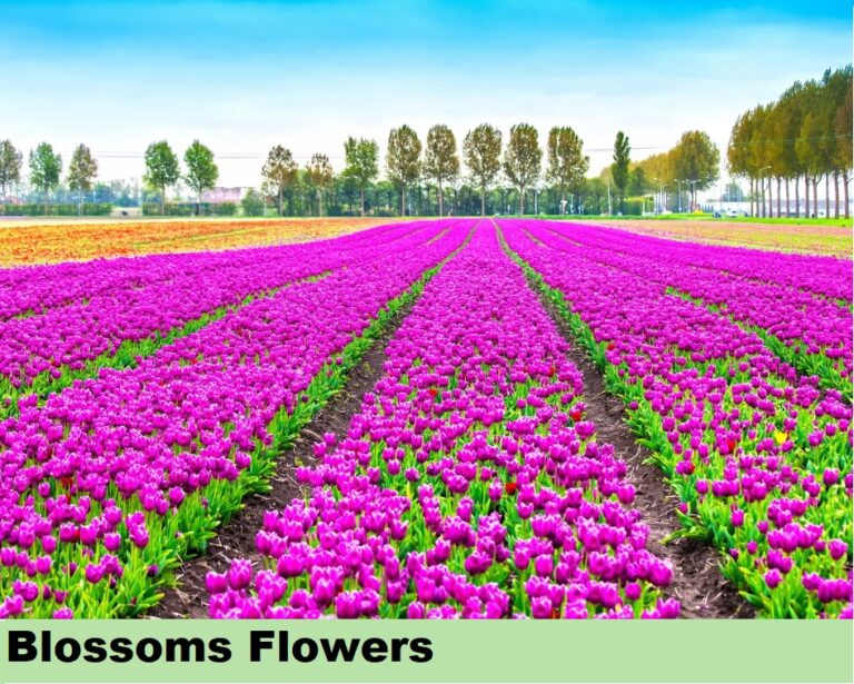 Effect on Flowers - Blossom