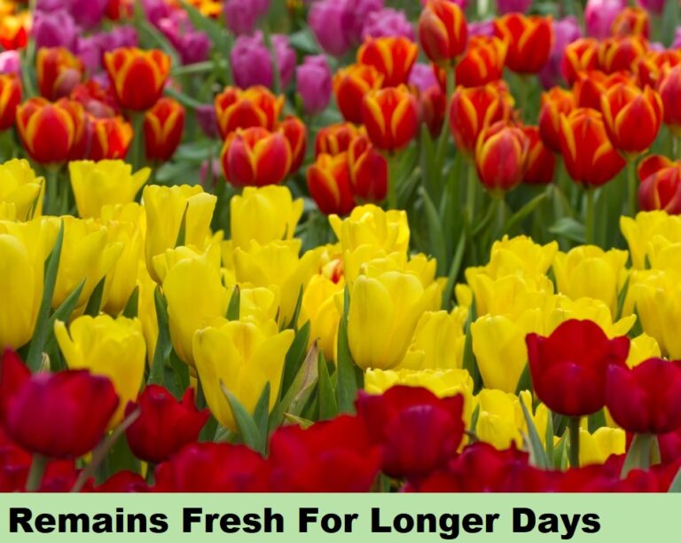 Effect on Flowers - Longer