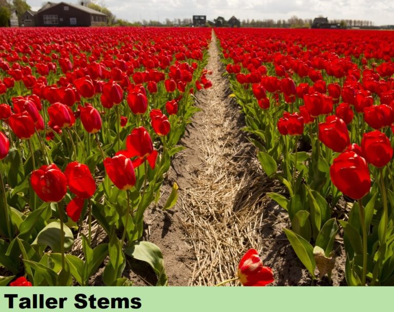 Effect on Flowers - taller