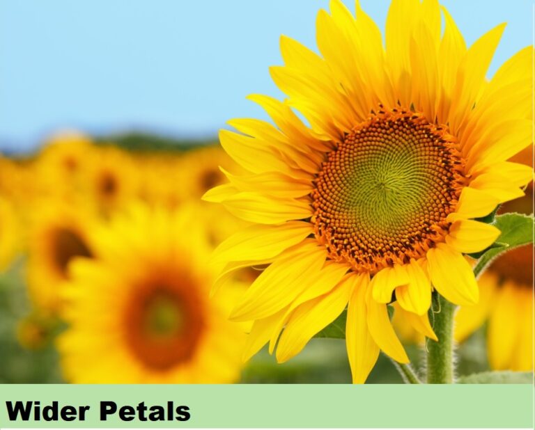 Effect on Flowers - wider