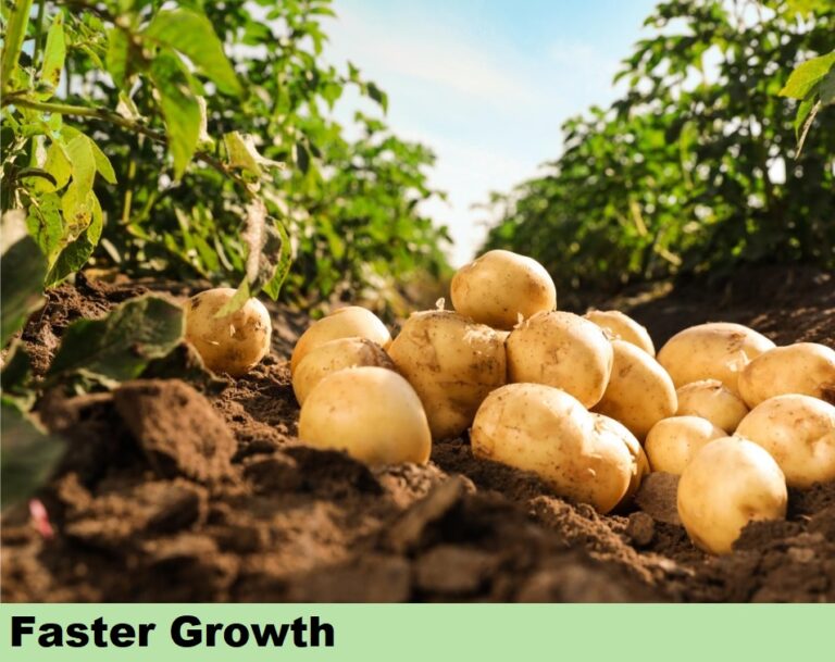 Effect on Potato - Faster