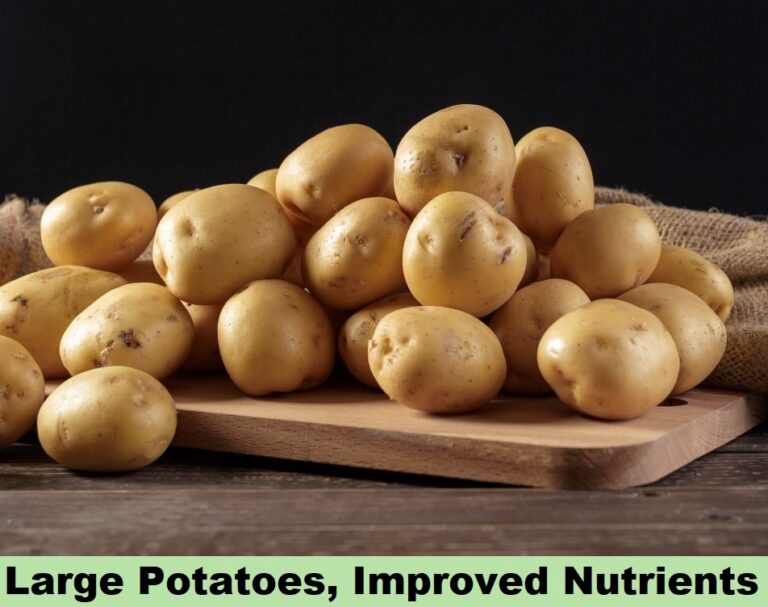 Effect on Potato - large and improved