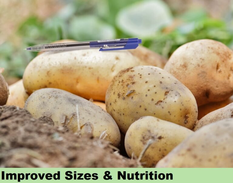 Effect on Potato - size