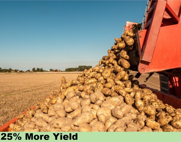 Effect on Potato - yield