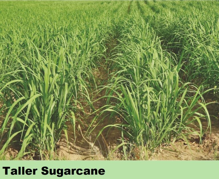 Effect on Sugarcane - Taller-2