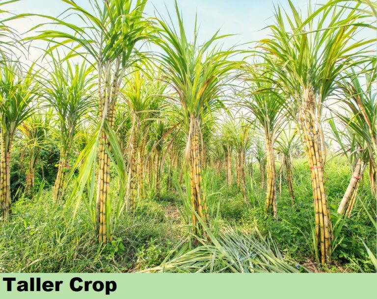 Effect on Sugarcane - Taller