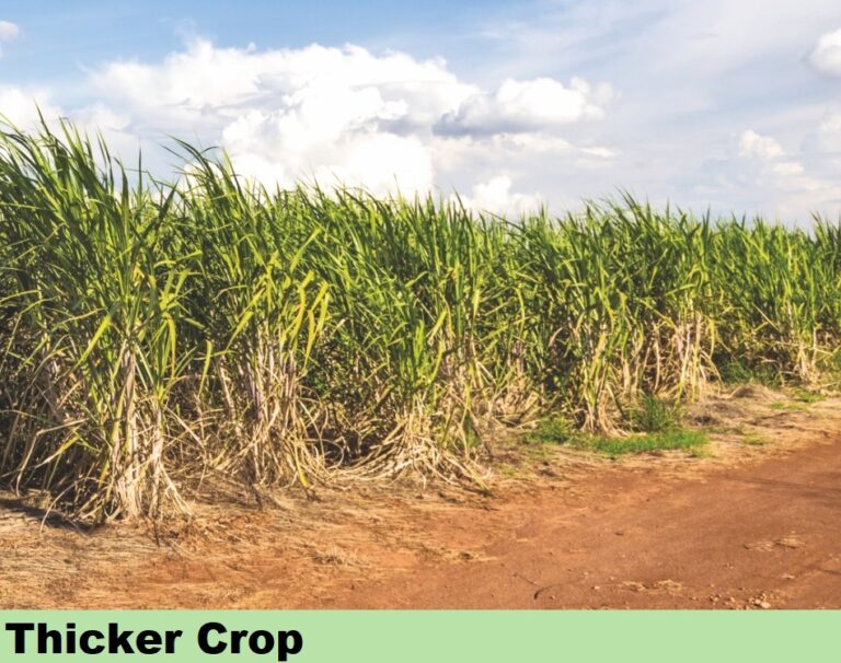Effect on Sugarcane - Thicker