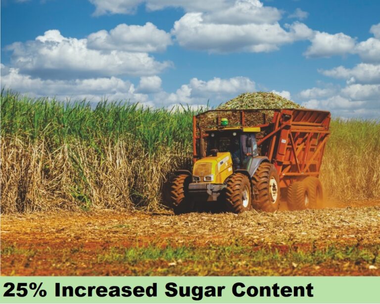 Effect on Sugarcane - increased