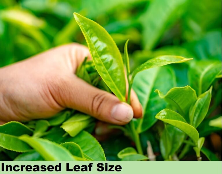 Effect on Tea Cofee - Increased leaf