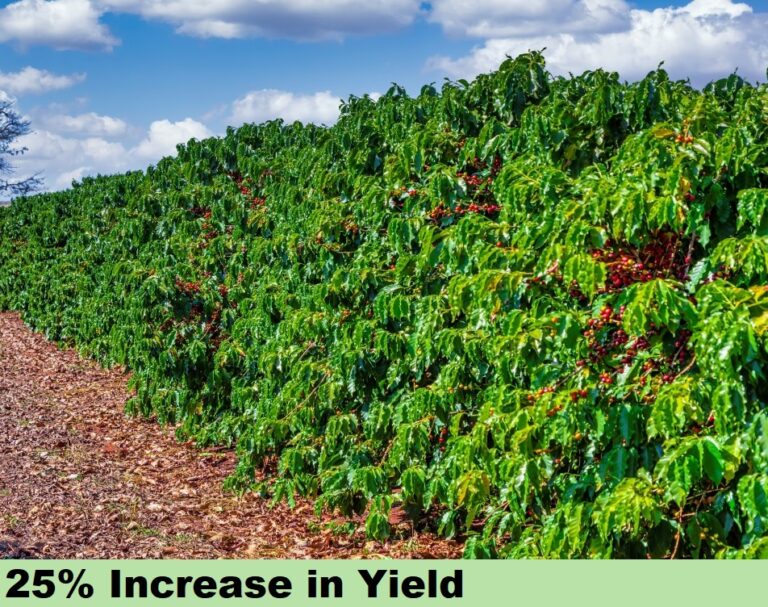 Effect on Tea Cofee - increased yield
