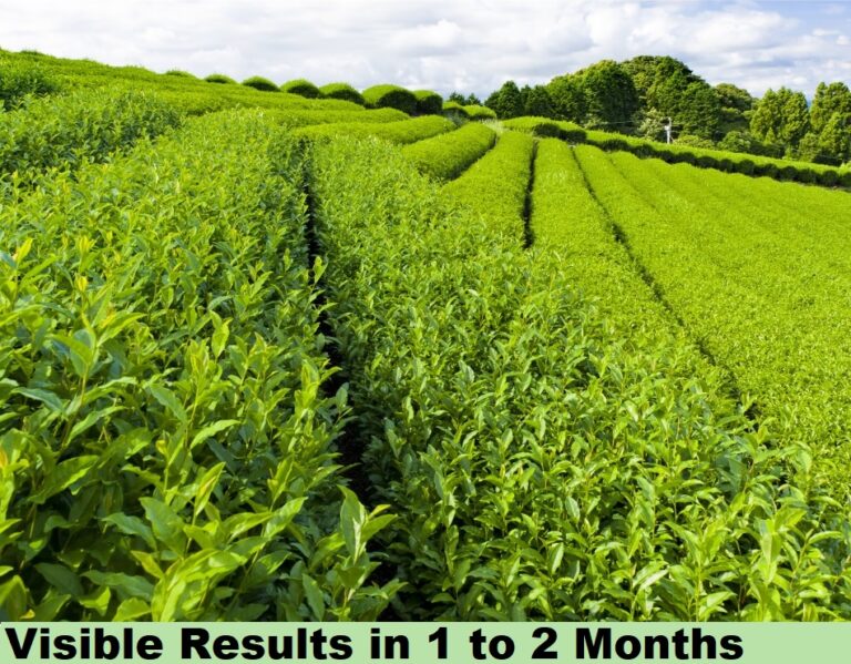 Effect on Tea Cofee - result