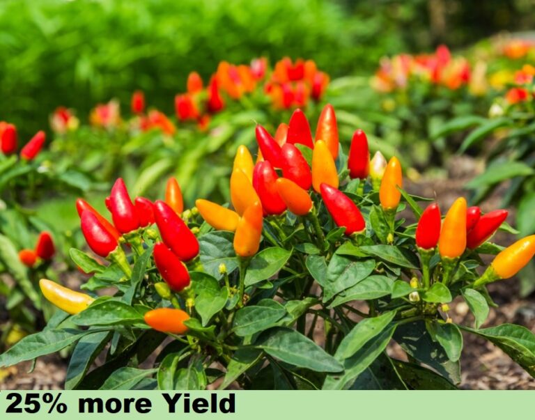 Effect on Vegitables - yield