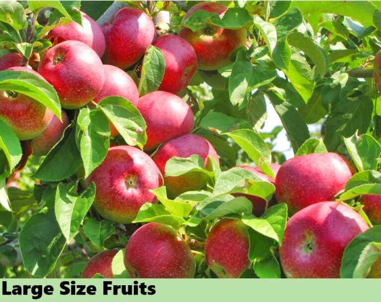 Effect on fruits - Large