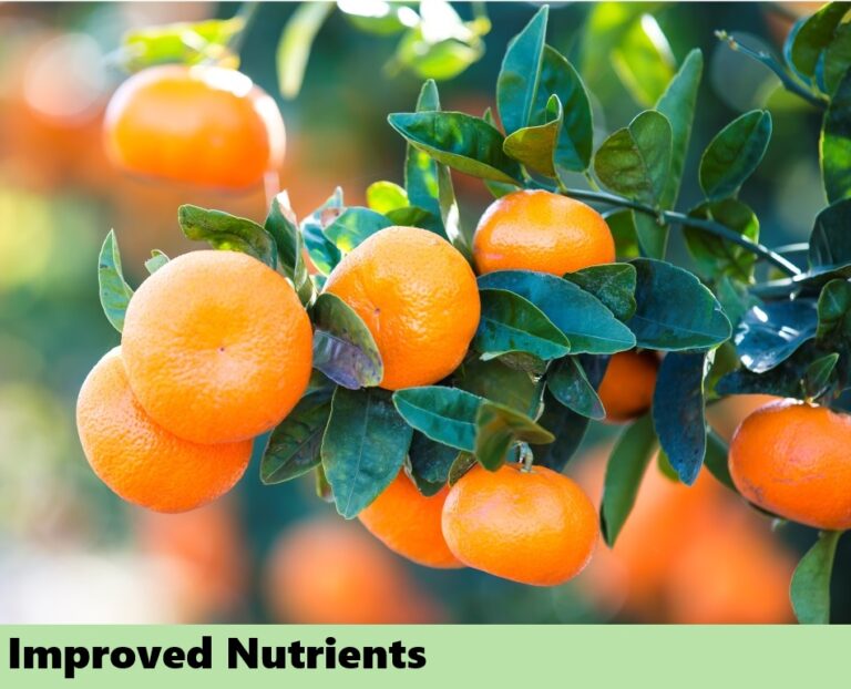 Effect on fruits - nutrient