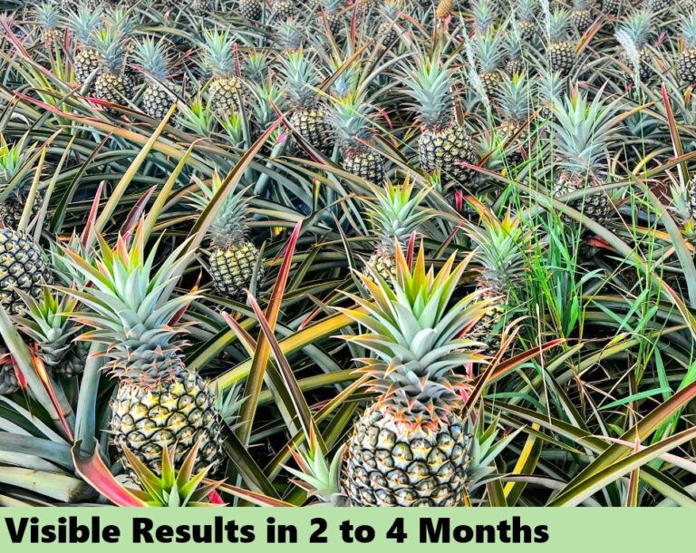 Effect on fruits - results