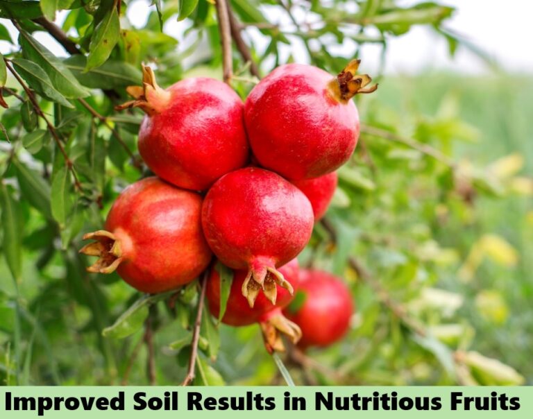 Effect on fruits - soil