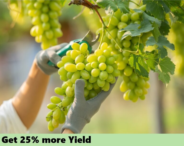 Effect on fruits - yield